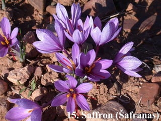 15. Saffron (Šafranas) 
 