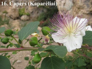 16. Capers (Kaparėliai) 
 