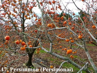 17. Persimmon (Persimonai) 
 