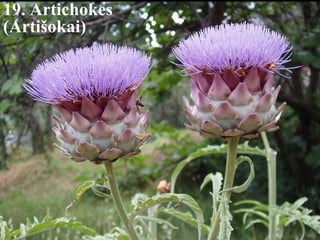 19. Artichokes 
(Artišokai) 
 