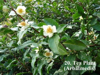 20. Tea Plant 
(Arbatmedis) 
 