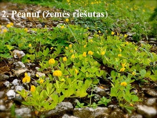 2. Peanut (žemės riešutas) 
 