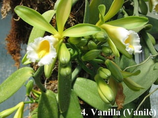 4. Vanilla (Vanilė) 
 