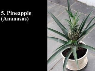 5. Pineapple 
(Ananasas) 
 