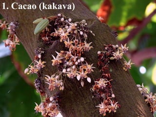 1. Cacao (kakava) 
 