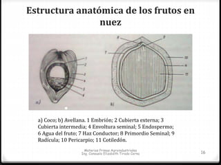Estructura anatómica de los frutos en 
nuez 
a) Coco; b) Avellana. 1 Embrión; 2 Cubierta externa; 3 
Cubierta intermedia; 4 Envoltura seminal; 5 Endospermo; 
6 Agua del fruto; 7 Haz Conductor; 8 Primordio Seminal; 9 
Radícula; 10 Pericarpio; 11 Cotiledón. 
Materias Primas Agroindustriales 
Ing. Consuelo Elizabeth Tirado Cerna 16 
 