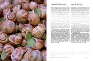 Escargot de Bourgogne                                             Larva de Abelha
   Há muitas espécies de caracóis comestíveis, do petit gris         Comer insetos é um conceito estranho para os ociden-
   ao caracol gigante africano, que pode chegar a 25cm de            tais, mas diversas culturas no mundo inteiro, da Ásia à
   comprimento, mas poucos têm algum atrativo peculiar.              América Central, consomem estes animais como ali-
   O fascínio está na extração de uma carne incomum que              mento básico e como iguaria. O homem tende a recor-
   antigamente era armazenada para tempos de escassez                rer a insetos quando há escassez de peixes e carnes e,
   de alimentos. Mosteiros medievais incluíam caracóis no            portanto, necessita de fontes alternativas de proteína.
   menu durante a Quaresma. Marinheiros levavam os ani-                   Comem-se larvas de abelhas no México e no Extre-
   mais a bordo dos navios. Purificados com alecrim, são             mo Oriente. No Japão, China, Tailândia e Vietnã, nor-
   um componente tradicional da paella.                              malmente servem-se larvas como aperitivo, às vezes
        Os franceses são vorazes consumidores de caracóis,           acompanhadas de favos de mel. As larvas são amarelas
   devorando umas 40 mil toneladas por ano. Hoje o cara-             e muito delicadas; parecem gordas larvas de moscas ou
   col mais consumido na França é o caracol comum (Helix             bichos-da-farinha. Podem ser comidas vivas, retiradas
   aspersa), que vem principalmente de criações no exte-             frescas da colméia, mas também são preparadas de
   rior. Até pouco tempo atrás, o escargot de Bourgogne              diversas maneiras. Fritas no óleo com sal e pimenta, tal-
   (Helix pomatia) – parente próximo do caracol comum –              vez um toque de pimenta do tipo chili, as larvas adqui-
   aparecia no menu de todos os bistrôs e era sinônimo de            rem uma textura crocante.
   um estilo tradicional de culinária francesa. Mas a espé-               Para quem prefere doces, as larvas podem ser fritas
   cie não se dá bem com criação, e hoje os caracóis selva-          com molho de soja e açúcar, enquanto no México às
   gens são escassos na França. Como conseqüência, os                vezes são servidas cobertas por chocolate. No Japão,
   pratos com escargots de Bourgogne estão cada vez                  as larvas, chamadas hachinoko, são vendidas em lata,
   mais raros.                                                       conservadas em óleo de soja. Os chineses marinam as
        Apesar do sabor sutil, o caracol requer uma prepa-           larvas com cebola, erva-cidreira e creme de coco. Após
   ração considerável. São coletados vivos e purificados             marinadas por completo, as larvas são envoltas em
   para eliminar toxinas vegetais e granulações. Para tal,           linho, cozidas no vapor por 20 minutos e servidas com
   os animais ficam sem comer entre cinco e sete dias ou             arroz ou macarrão cozidos.
   podem ser mantidos à sombra, como em um balde, por                     Quando as sociedades se urbanizam, os hábitos ali-
   exemplo, alimentando-se de ervas por cerca de duas                mentares mudam e surge uma dependência cada vez
   semanas. São então afogados, escaldados e fervidos                maior de fast-food e ingredientes ocidentais. Em tais
   lentamente, e estão prontos para o cozimento final. Na            circunstâncias, as pessoas passam a associar o consumo
   receita clássica, os caracóis são devolvidos às grandes           de insetos ao subdesenvolvimento e ao passado. No
   conchas pálidas acompanhados de beurre d’escargot –               Japão, diz-se que o consumo de larvas de abelhas pelos
   uma manteiga ao alho e salsinha – e assados em forno              jovens está em declínio, enquanto os mais velhos ainda
   bem alto. É um prato delicioso e possui alto teor de              apreciam seu hachinoko com nostalgia. No entanto,
   colesterol, sendo uma especialidade tradicional de                secreções de insetos, tais como mel de abelha, conti-
   réveillon na França. MR                                           nuam populares por quase todo o mundo. CK




   Sabor: Os escargots de Bourgogne têm uma carnosidade              Sabor: Cruas e vivas, as larvas se mexem e têm um sabor de leite e
   indefinível. Não são muito fáceis de mastigar e devem o status    mel. Fritas, têm textura crocante e quebradiça, com um leve sabor
   de iguaria famosa à manteiga ao alho, que deve ser servida        de mel.
   borbulhando.

   Apesar de o caracol ser uma fonte de proteína usada como último
k recurso em várias culturas, os franceses elevaram seu status.                                                          Carnes | 517
 