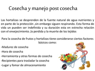 Cosecha y manejopost cosecha
Las hortalizas se desprenden de la fuente natural de agua nutrientes y
en parte de la protección ,sin embargo siguen respirando. Esta forma de
vida un pueden ser indefinida y su duración esta en estrecha relación
con el envejecimiento ,la perdida y la muerte de los tejidos
Para la cosecha de frutos y hortalizas tiene considerarse ciertos factores
básicos como:
-Madurez de cosecha
-Hora de cosecha
-Herramienta y otras formas de cosecha
-Recipientes para trasladar la cosecha
-Lugar y fomar de almacenamiento
 