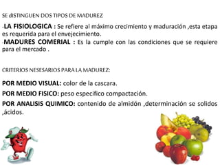 SE dISTINGUEN DOS TIPOS DE MADUREZ
-LA FISIOLOGICA : Se refiere al máximo crecimiento y maduración ,esta etapa
es requerida para el envejecimiento.
-MADURES COMERIAL : Es la cumple con las condiciones que se requiere
para el mercado .
CRITERIOS NESESARIOS PARALA MADUREZ:
POR MEDIO VISUAL: color de la cascara.
POR MEDIO FISICO: peso especifico compactación.
POR ANALISIS QUIMICO: contenido de almidón ,determinación se solidos
,ácidos.
 