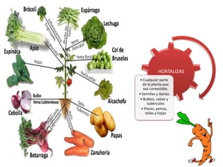 HORTALIZAS
• Cualquier parte
de la planta que
sea comestible.
• Semillas y Vainas
• Bulbos, raíces y
tubérculos
• Flores, yemas,
tallas y hojas
 