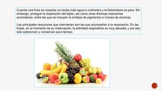 Cuando una fruta se cosecha no recibe más agua ni nutrientes y la fotosíntesis se para. Sin
embargo, prosigue la respiración del tejido, así como otras diversas reacciones
enzimáticas, entre las que se incluyen la síntesis de pigmentos e incluso de enzimas.
Las principales reacciones que intervienen son las que acompañan a la respiración. En las
frutas, en el momento de su maduración, la actividad respiratoria es muy elevada, y por eso
sólo sobreviven y conservan poco tiempo.
 