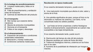 En la bodega de acondicionamiento:
Ø Limpieza inadecuada y fallas en la
selección
Ø Falta de preenfriamiento y ventilación
antes del transporte
Ø Carencia de desinfección del producto
En el transporte:
Ø Mal manejo que ocasione daños
mecánicos
Ø Mezcla de productos incompatibles
Ø Demoras en el transporte
Ø Fallas en las cargas y descargas
En el almacenamiento:
Ø Exposición del producto a condiciones
ambientales indeseables
Ø Maduración y manejo inadecuado
Ø Condiciones sanitarias inadecuadas
Recolección en época inadecuada
Si se cosecha demasiado temprano, puede ocurrir:
& Una maduración incompleta que afecta el color, sabor y
aroma de la fruta.
& Una pérdida significativa de peso, porque el fruto no ha
alcanzado su madurez de cosecha y, por tanto, no ha
concentrado todos los sólidos posibles.
& Las frutas se tornan propensas a daños fisiológicos
durante el almacenamiento; especialmente se vuelven más
susceptibles a las bajas temperaturas.
Si se cosecha demasiado tarde, puede ocurrir:
& Disminución del tiempo de vida útil del producto
& Mayores perdidas por caída de frutos del árbol
& Trastornos fisiológicos internos y externos en los frutos
que no se caen
& Aumento de la posibilidad de infestación por hongos e
insectos.
 
