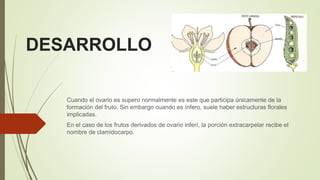 DESARROLLO
Cuando el ovario es supero normalmente es este que participa únicamente de la
formación del fruto. Sin embargo cuando es ínfero, suele haber estructuras florales
implicadas.
En el caso de los frutos derivados de ovario inferí, la porción extracarpelar recibe el
nombre de clamidocarpo.
 