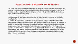 FISIOLOGIA DE LA MADURACION EN FRUTAS
Las frutas son estructuras vivas. Después de la recolección, continúan desarrollando un
proceso metabólico y manteniendo los sistemas fisiológicos que operaban mientras se
hallaban unidas a la planta. Toman oxigeno del aire y desprenden dióxido de carbono,
agua, sustancias volátiles y calor.
La fisiología en la poscosecha es el cambio de color, tamaño y peso de los productos
hortofrutícolas
El cambio de color en los productos es un proceso natural que sufren todas las frutas y
las hortalizas para su desarrollo puesto que el cambio de color es el índice de madures o
estado en el cual se encuentra el producto al igual que el cambio de el tamaño sucede
porque el producto siempre está en constante actividad metabólica y por lo general
tiende a disminuir debido al consumo de agua contenida dentro de el, y por efectos de la
transpiración que al igual influye bastante en la pérdida de peso por perdida de agua o
deshidratación de los productos al estar ya retirados de la planta y dependiendo de la
edad o tiempo cosechado
 