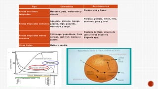Tipo Climatérica No climatérica
Frutas de climas
templados
Manzana, pera, melocotón y
ciruela
Cereza, uva y fresa.
Frutas tropicales comunes
Aguacate, plátano, mango,
papaya, higo, guayaba,
maracuyá y caqui.
Naranja, pomelo, limón, lima,
aceituna, piña y lichi.
Frutas tropicales menos
comunes
Chirimoya, guanábana, fruta
del pan, jackfruit, mamey y
zapote.
Castaña de Cajú, ciruela de
java y otras especies
Eugenia spp.
Otras frutas Melón y sandía.
 