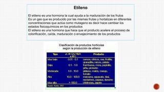 Etileno
El etileno es una hormona la cual ayuda a la maduración de los frutos
Es un gas que es producido por las mismas frutas y hortalizas en diferentes
concentraciones que actúa como mutageno es decir hace cambiar los
estados fisicoquímicos en los productos
El etileno es una hormona que hace que el producto acelere el proceso de
colorificación, caída, maduración o envejecimiento de los productos
 
