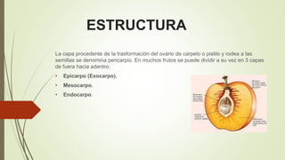 ESTRUCTURA
La capa procedente de la trasformación del ovario de carpelo o pistilo y rodea a las
semillas se denomina pericarpio. En muchos frutos se puede dividir a su vez en 3 capas
de fuera hacia adentro:
• Epicarpo (Exocarpo).
• Mesocarpo.
• Endocarpo.
 