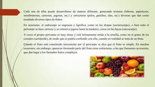 Cada una de ellas puede desarrollarse de manera diferente, generando texturas (leñosas, papiráceas,
membranosas, carnosas, jugosas, etc.) y estructuras (pelos, ganchos, alas, etc.) diversas que dan como
resultado diversos tipos de frutos.
En ocasiones, el endocarpo se engruesa y lignifica, como en las drupas (esclerocarpo), o bien todo el
pericarpo se hace carnoso y se conserva jugoso hasta la madurez, como en las bayas (sarcocarpo).
A veces el propio pericarpo es muy tenue y está íntimamente unido a la semilla, como en el grano de los
cereales (cariópside), de modo que se podría confundir con ella, cuando en realidad se trata de un fruto.
Cuando el fruto está constituido únicamente por el pericarpo se dice que el fruto es simple. En muchas
ocasiones, sin embargo, aparecen formando parte del fruto otras estructuras, a las que llamamos accesorias,
que dan lugar a los llamados frutos complejos.
 