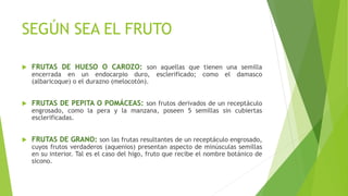 SEGÚN SEA EL FRUTO
 FRUTAS DE HUESO O CAROZO: son aquellas que tienen una semilla
encerrada en un endocarpio duro, esclerificado; como el damasco
(albaricoque) o el durazno (melocotón).
 FRUTAS DE PEPITA O POMÁCEAS: son frutos derivados de un receptáculo
engrosado, como la pera y la manzana, poseen 5 semillas sin cubiertas
esclerificadas.
 FRUTAS DE GRANO: son las frutas resultantes de un receptáculo engrosado,
cuyos frutos verdaderos (aquenios) presentan aspecto de minúsculas semillas
en su interior. Tal es el caso del higo, fruto que recibe el nombre botánico de
sicono.
 