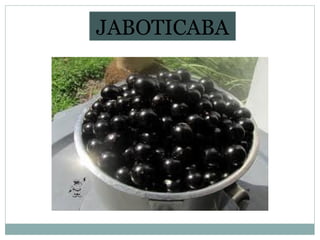 JABOTICABA

 