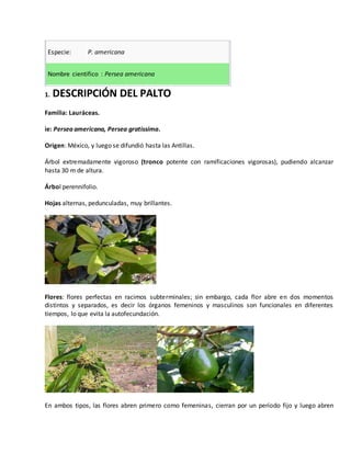 Especie: P. americana 
Nombre cientifico : Persea americana 
1. DESCRIPCIÓN DEL PALTO 
Familia: Lauráceas. 
Especie: Persea americana, Persea gratissima. 
Origen: México, y luego se difundió hasta las Antillas. 
Árbol extremadamente vigoroso (tronco potente con ramificaciones vigorosas), pudiendo alcanzar 
hasta 30 m de altura. 
Árbol perennifolio. 
Hojas alternas, pedunculadas, muy brillantes. 
Flores: flores perfectas en racimos subterminales; sin embargo, cada flor abre en dos momentos 
distintos y separados, es decir los órganos femeninos y masculinos son funcionales en diferentes 
tiempos, lo que evita la autofecundación. 
En ambos tipos, las flores abren primero como femeninas, cierran por un período fijo y luego abren 
 