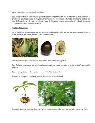 como masculinas en su segunda apertura. 
Esta característica de las flores de aguacate es muy importante en una plantación, ya que para que la 
producción sea la esperada es muy conveniente mezclar variedades adaptadas a la misma altitud, con 
tipo de floración A y B y con la misma época de floración en una proporción 4:1, donde la mayor 
población será de la variedad deseada. 
Fruto del aguacate: 
No se puede decir que el aguacate sea una fruta propiamente dicha, ya que no tiene apenas dulzor y se 
suele tomar en ensaladas, como si fuera una hortaliza. 
Se la ha definido por su riqueza en grasa como "la mantequilla vegetal". 
Este fruto se caracteriza por un elevado porcentaje de grasa, por eso se le denomina "mantequilla 
vegetal". 
Es muy energético y se desaconseja su uso al final de las comidas. 
Su grasa es una grasa saludable, vegetal, insaturada y sin colesterol. 
Se puede consumir tanto crudo como cocido, empleándose más como una hortaliza que como fruta. 
 