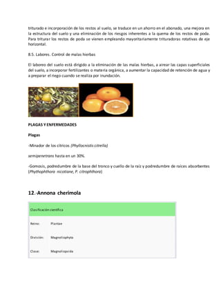 triturado e incorporación de los restos al suelo, se traduce en un ahorro en el abonado, una mejora en 
la estructura del suelo y una eliminación de los riesgos inherentes a la quema de los restos de poda. 
Para triturar los restos de poda se vienen empleando mayoritariamente trituradoras rotativas de eje 
horizontal. 
8.5. Labores. Control de malas hierbas 
El laboreo del suelo está dirigido a la eliminación de las malas hierbas, a airear las capas superficiales 
del suelo, a incorporar fertilizantes o materia orgánica, a aumentar la capacidad de retención de agua y 
a preparar el riego cuando se realiza por inundación. 
PLAGAS Y ENFERMEDADES 
Plagas 
-Minador de los cítricos (Phyllocnistis citrella) 
semipenetrans hasta en un 30%. 
-Gomosis, podredumbre de la base del tronco y cuello de la raíz y podredumbre de raíces absorbentes 
(Phythophthora nicotiane, P. citrophthora) 
12.-Annona cherimola 
Clasificación científica 
Reino: Plantae 
División: Magnoliophyta 
Clase: Magnoliopsida 
 