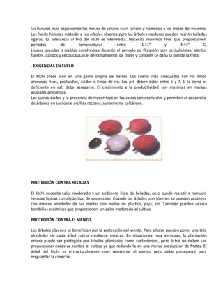 las llanuras más bajas donde los meses de verano sean cálidos y húmedos y los meses del invierno. 
Las fuerte heladas matarán a los árboles jóvenes pero los árboles maduros pueden resistir heladas 
ligeras. La tolerancia al frío del litchi es intermedia. Necesita inviernos fríos que proporcionen 
periodos de temperaturas entre -1.11° y 4.44° C. 
Lluvias pesadas o nieblas envolventes durante el periodo de floración son perjudiciales, vientos 
fuertes, cálidos y secos causan el derramamiento de flores y también se daña la piel de la fruta. 
. EXIGENCIAS EN SUELO 
El litchi crece bien en una gama amplia de tierras. Los suelos más adecuados son los limos 
arenosos ricos, profundos, ácidos o limos de río. Los pH deben estar entre 6 y 7. Si la tierra es 
deficiente en cal, debe agregarse. El crecimiento y la productividad son máximas en margas 
aluviales,profundas. 
Los suelos ácidos y la presencia de mycorrhiza en las raíces son esenciales y permiten el desarrollo 
de árboles en suelos de arcillas rocosas, sumamente calcáreos. 
PROTECCIÓN CONTRA HELADAS 
El litchi necesita calor moderado y un ambiente libre de heladas, pero puede resistir a menudo 
heladas ligeras con algún tipo de protección. Cuando los árboles son jóvenes se pueden proteger 
con marcos alrededor de las plantas con mallas de plástico, paja, etc. También pueden usarse 
bombillas eléctricas que proporcionen un calor moderado al cultivo. 
PROTECCIÓN CONTRA EL VIENTO. 
Los árboles jóvenes se benefician por la protección del viento. Para ello se pueden poner una tela 
alrededor de cada árbol sujeta mediante estacas. En situaciones muy ventosas, la plantación 
entera puede ser protegida por árboles plantados como cortavientos, pero éstos no deben ser 
proporcionar excesiva sombra al cultivo ya que redundaría en una menor producción de frutos. El 
árbol del litchi es estructuralmente muy resistente al viento, pero debe protegerse para 
resguardar la cosecha. 
 