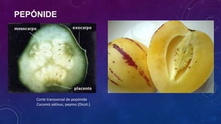 PEPÓNIDE
Corte transversal de pepónide
Cucumis sativus, pepino (Dicot.)
 