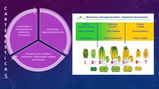 maduradas
organolépticamente
manzana, pera, plátano,
melocotón, albaricoque, papaya
y chirimoya.
cosechadas y
manipuladas en
estado pre-
climatérico
C
A
R
T
E
R
I
S
T
I
C
A
S
 
