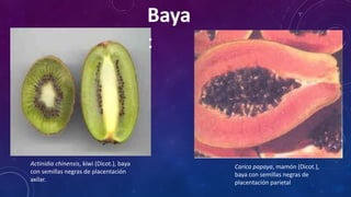 Actinidia chinensis, kiwi (Dicot.), baya
con semillas negras de placentación
axilar.
Carica papaya, mamón (Dicot.),
baya con semillas negras de
placentación parietal
Baya
:
 