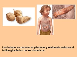Las batatas se parecen al páncreas y realmente reducen el
índice glucémico de los diabéticos.
 
