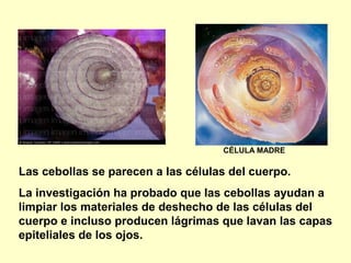 Las cebollas se parecen a las células del cuerpo.
La investigación ha probado que las cebollas ayudan a
limpiar los materiales de deshecho de las células del
cuerpo e incluso producen lágrimas que lavan las capas
epiteliales de los ojos.
CÉLULA MADRE
 