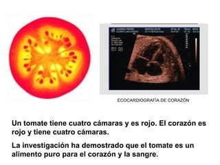 Un tomate tiene cuatro cámaras y es rojo. El corazón es
rojo y tiene cuatro cámaras.
La investigación ha demostrado que el tomate es un
alimento puro para el corazón y la sangre.
ECOCARDIOGRAFÍA DE CORAZÓN
 