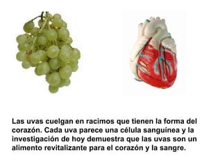 Las uvas cuelgan en racimos que tienen la forma del
corazón. Cada uva parece una célula sanguínea y la
investigación de hoy demuestra que las uvas son un
alimento revitalizante para el corazón y la sangre.
 