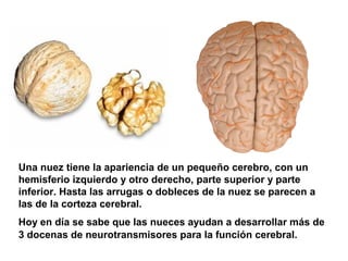 Una nuez tiene la apariencia de un pequeño cerebro, con un
hemisferio izquierdo y otro derecho, parte superior y parte
inferior. Hasta las arrugas o dobleces de la nuez se parecen a
las de la corteza cerebral.
Hoy en día se sabe que las nueces ayudan a desarrollar más de
3 docenas de neurotransmisores para la función cerebral.
 