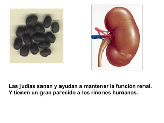 Las judías sanan y ayudan a mantener la función renal.
Y tienen un gran parecido a los riñones humanos.
 
