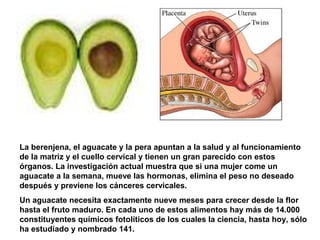 La berenjena, el aguacate y la pera apuntan a la salud y al funcionamiento
de la matriz y el cuello cervical y tienen un gran parecido con estos
órganos. La investigación actual muestra que si una mujer come un
aguacate a la semana, mueve las hormonas, elimina el peso no deseado
después y previene los cánceres cervicales.
Un aguacate necesita exactamente nueve meses para crecer desde la flor
hasta el fruto maduro. En cada uno de estos alimentos hay más de 14.000
constituyentes químicos fotolíticos de los cuales la ciencia, hasta hoy, sólo
ha estudiado y nombrado 141.
 