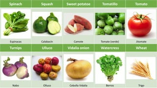 Spinach Squash Sweet potatoe Tomatillo Tomato
Espinacas Calabacín Camote Tomate (verde) Jitomate
Turnips Ulluco Vidalia onion Watercress Wheat
Nabo Olluco Cebolla Vidalia Berros Trigo
 