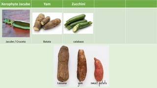 Xerophyte Jacube Yam Zucchini
Jacube / Cruceta Batata calabaza
 