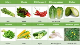 Celery Chards Chili (peppers) Chinnese cabage Chokos
Apio Acelgas Chile Col de china Chayote
Coriander Corn Cucumber Daikon Dandelion greens
Cilantro Elote Pepino Rábano japonés Diente de león
 