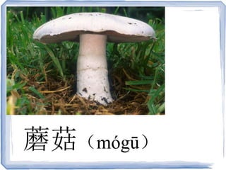 蘑菇（mógū）
 