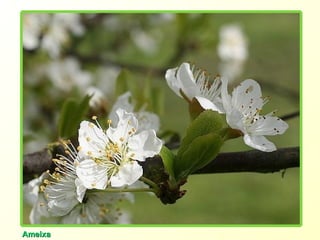 Ameixa 