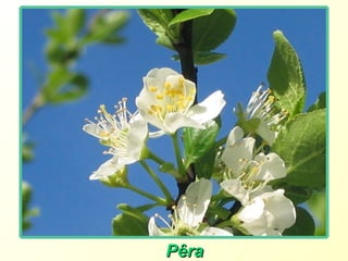Pêra 