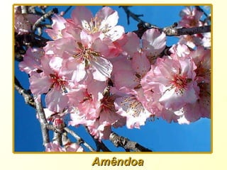 Amêndoa 