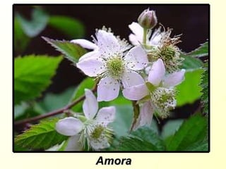 Amora 