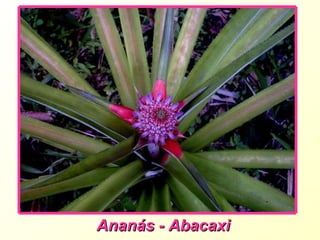 Ananás - Abacaxi 