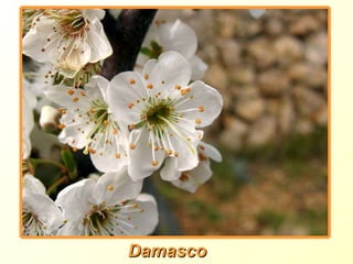 Damasco 