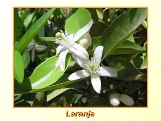 Laranja 