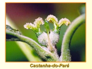Castanha-do-Pará 
